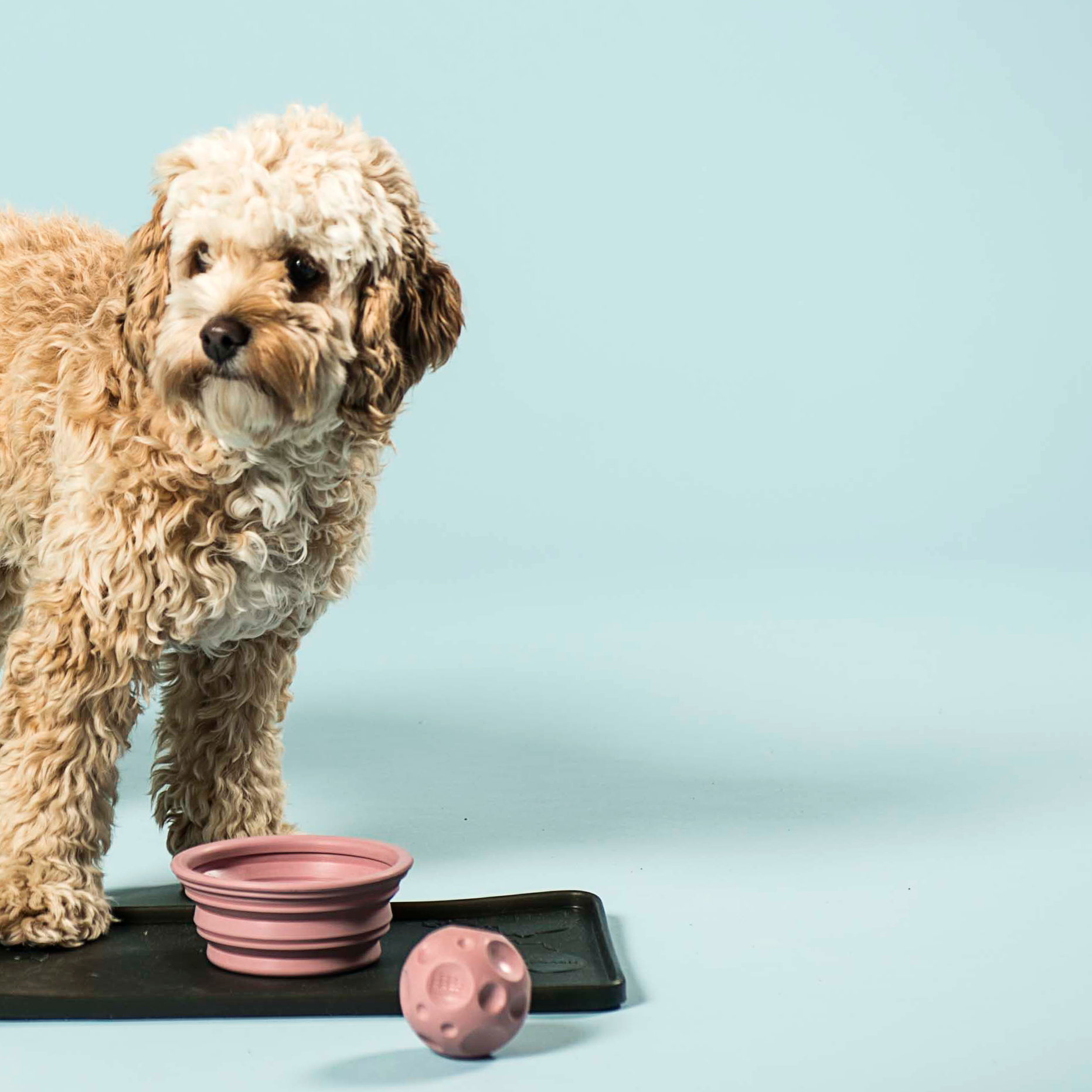un câine se uită în depărtare și are lângă el un bol și o minge roz