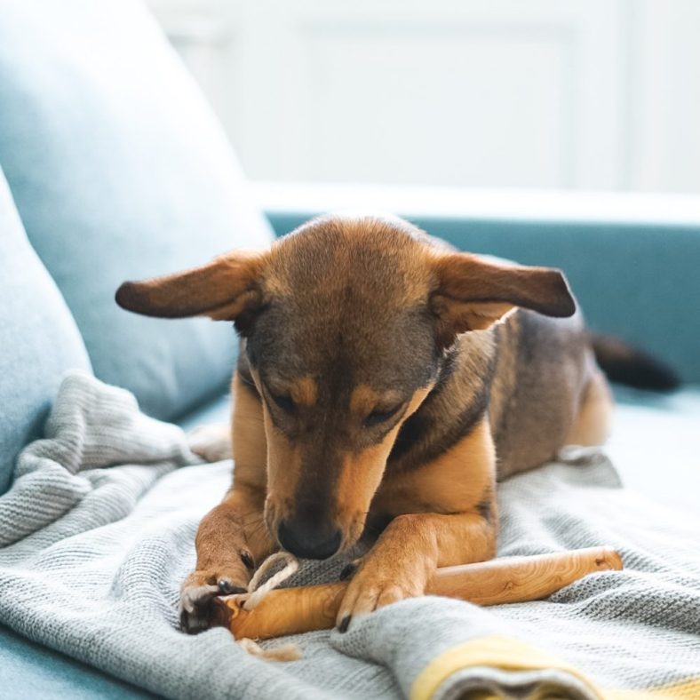 un câine maro stă pe o pătură pe canapea și roade un băț